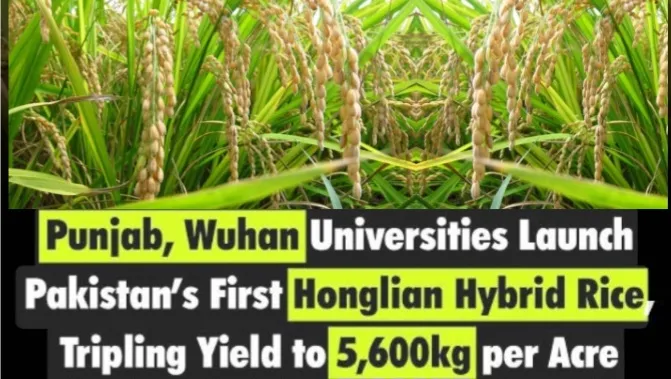 Chinese Honglian Hybrid Rice Poised to Transform Pakistan’s Rice Production